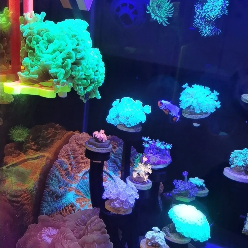Soporte para estante SPS Coral - Marine Aquarium Orp reseña y precio