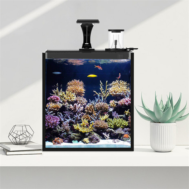 Acuario Marino de Agua Salada  - Aquarium Marine Clearwater reseña y precio
