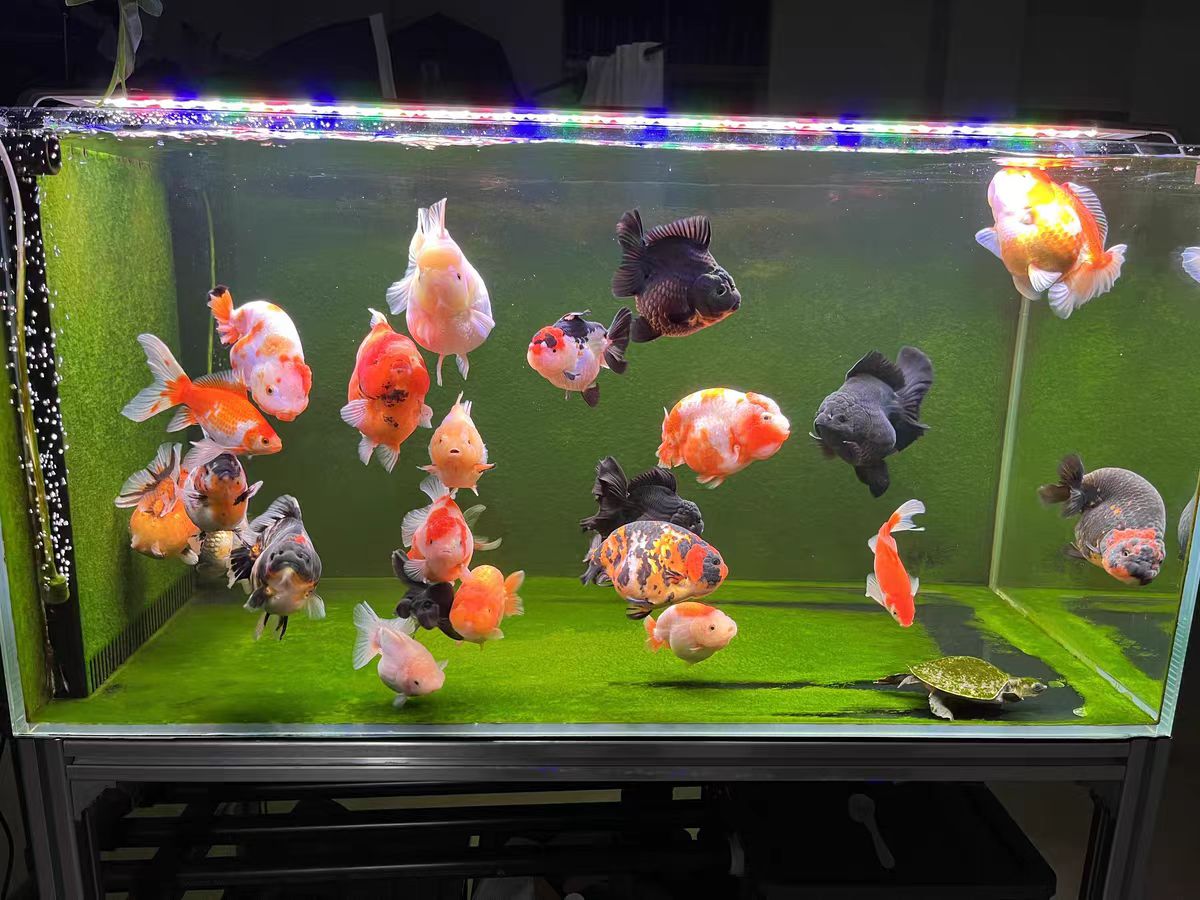 Lámpara LED para Acuario con S - Aquarium Marine Clearwater reseña y precio